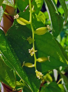 Dioscorea_villosa_002